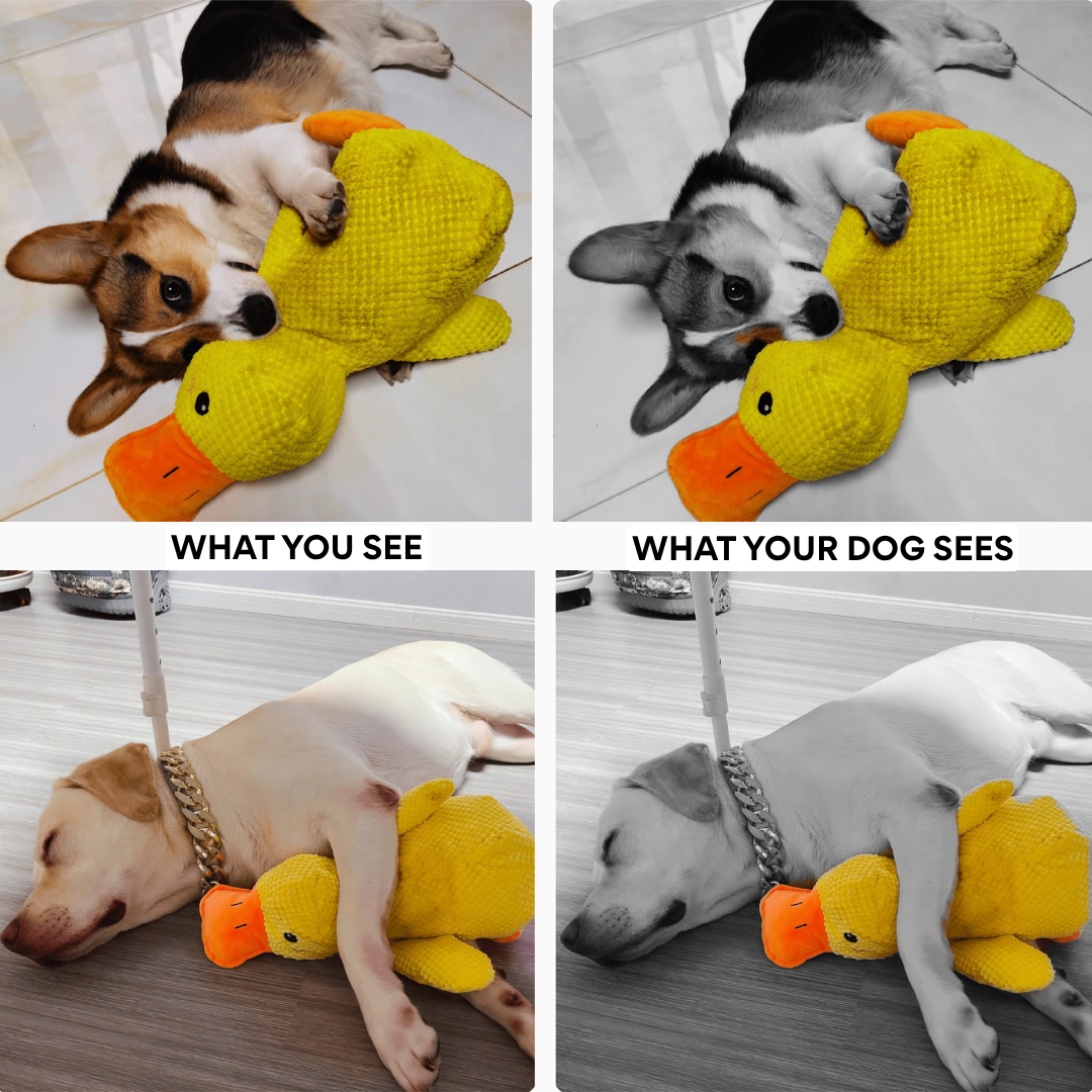 Calming Duck