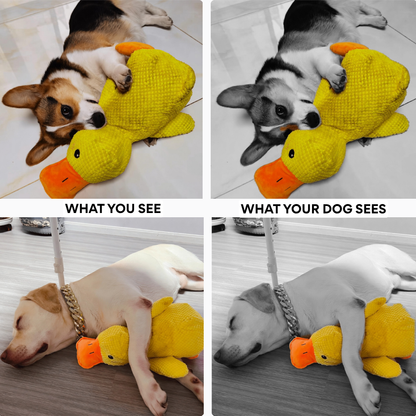 Calming Duck