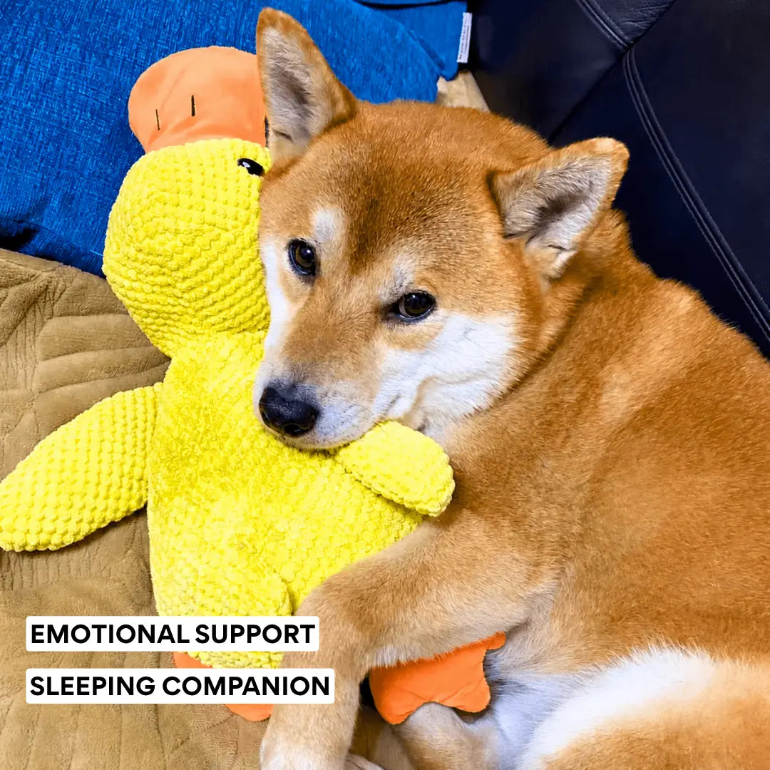 Calming Duck
