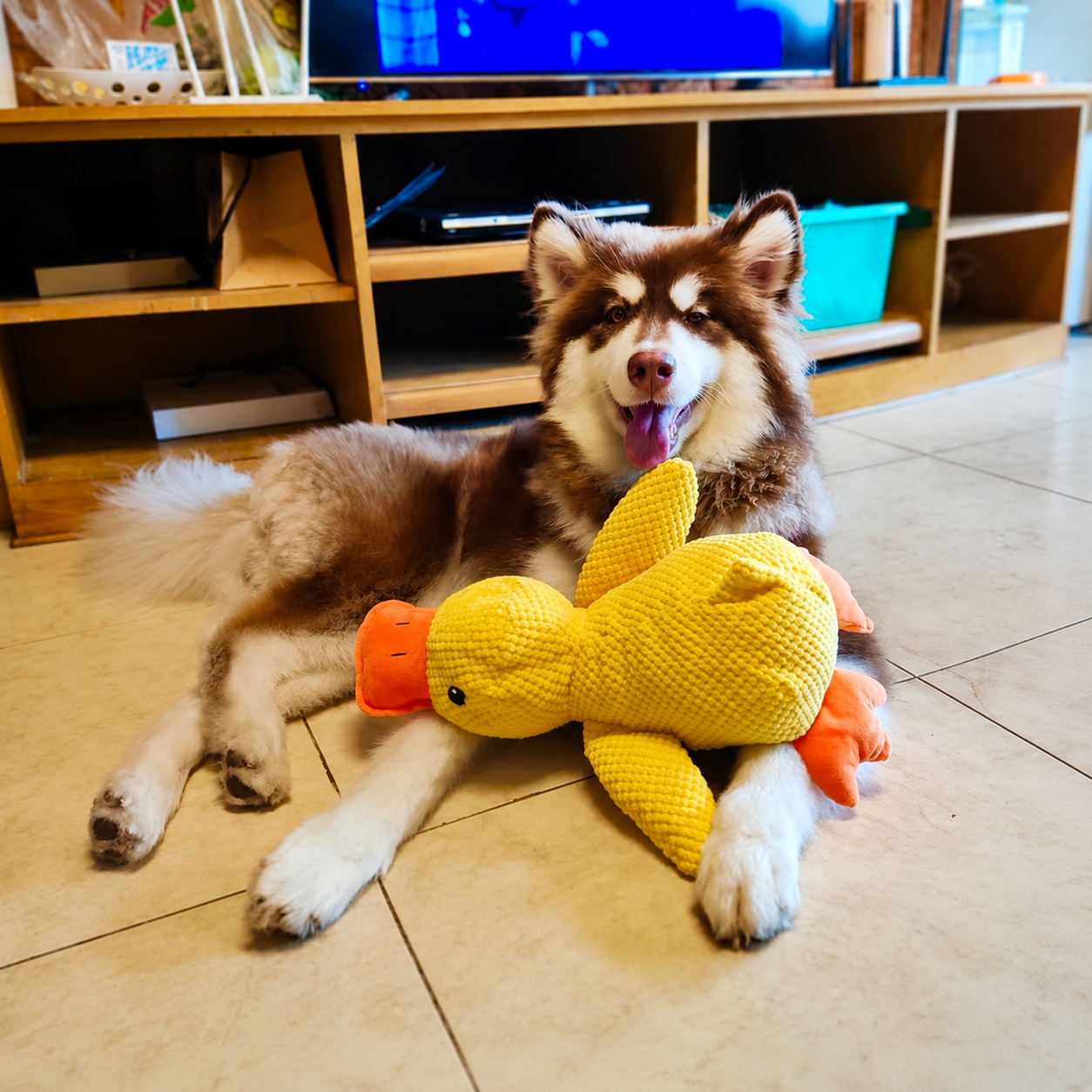 Calming Duck