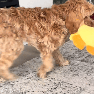 Calming Duck