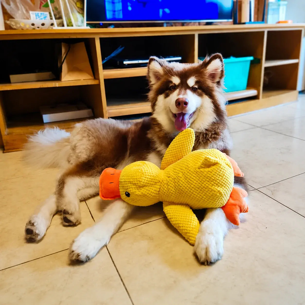 Calming Duck